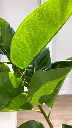 Gemini_Generated_Image_mvsxdumvsxdumvsx.webp