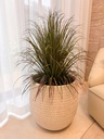 Faux Ponytail Palm