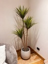 Faux Dracaena