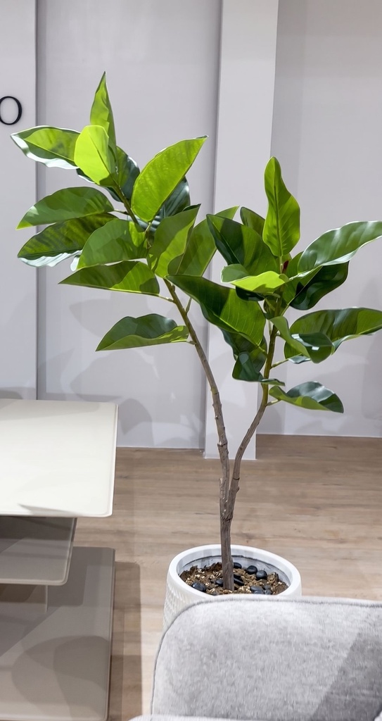 Faux Ficus